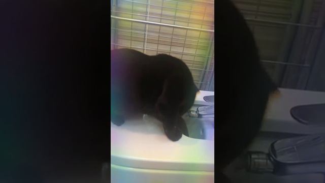 Кот не боится воды🐱 смотреть онлайн