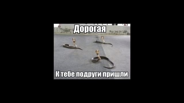 Ржачные мемы ! Кота везут на кастрацию ! Что думает об этом кот ? смотреть онлайн
