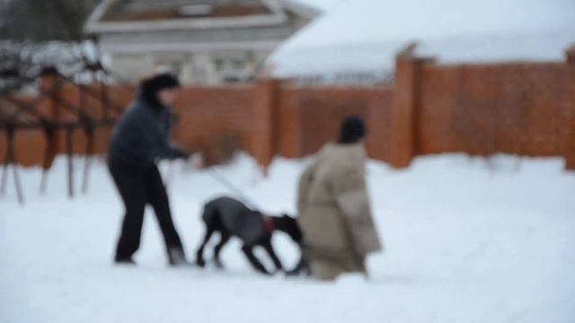 Ризеншнауцер Лабари, атака и перехват