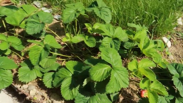 Почему я не люблю свою собаку? смотреть онлайн