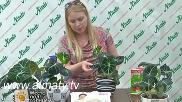 Алаказия