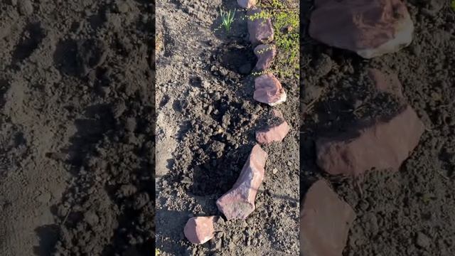 Лаванда из семян идет на клумбу смотреть онлайн