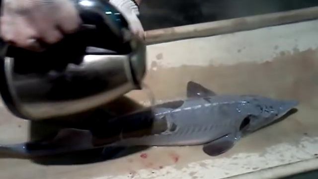 Инструкция по разделке осетра смотреть онлайн