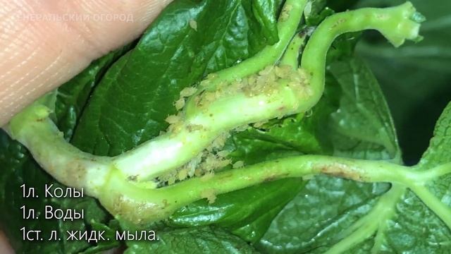 Сам Не Поверил, Но Кока-Кола Сразу Помогла от Тли и Муравьев! Уникальное Средство от Вредителей. смотреть онлайн