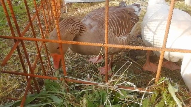 Завёл гусей. Несут очень вкусные яйца. смотреть онлайн