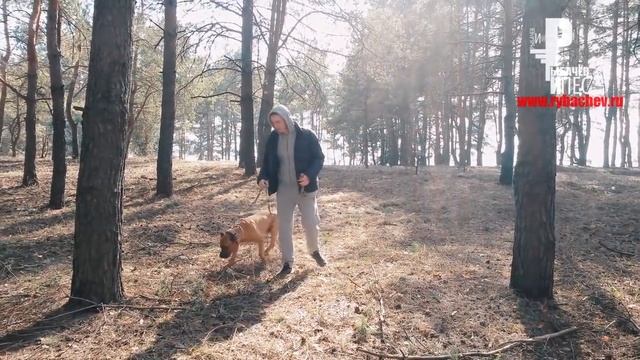 Собака ПИСАЕТ ПО КОМАНДЕ)) 16+ [Рыбачёв и Пёс НЕИЗДАННОЕ] смотреть онлайн