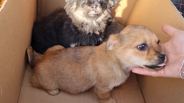 Закупили корма для хвостатых. Щенки спят без укрытия на бетонной плите ? смотреть онлайн