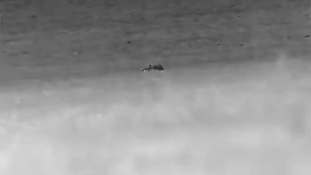 Night Pearl Seer 50 Plus clip thermal hunting Wild Boar смотреть онлайн