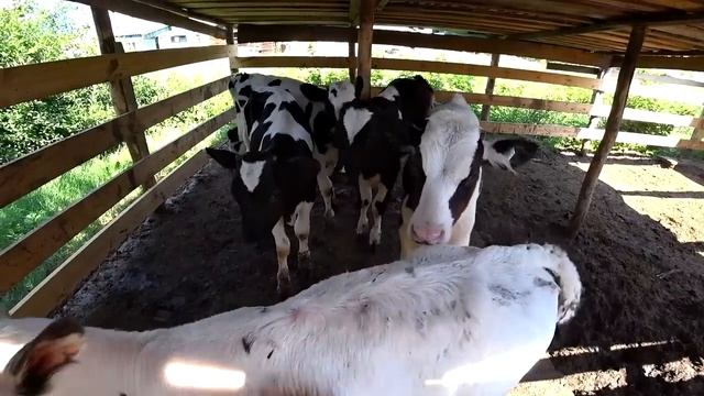 Дом сгорел за 30 мин. Успели спасти только детей и документы. Жизнь и будни в деревне. смотреть онлайн