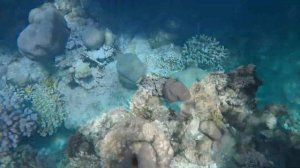 Continental Plaza Beach Resort  Шарм-эль-Шейх Египет Часть 2 Пляж и Риф