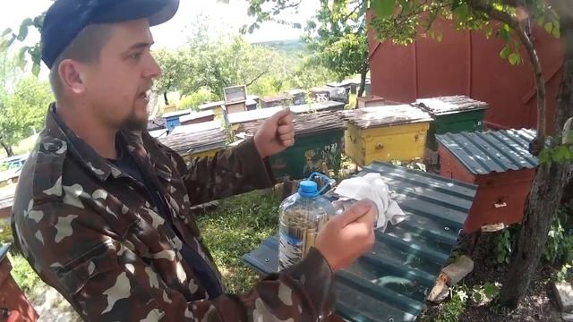 Обмен опытом по полоскам на маврике, просим поделиться своими рецептами. Полоски от клеща варроа смотреть онлайн