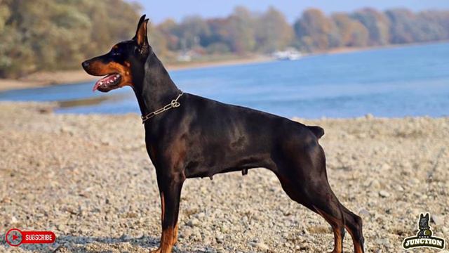 American Doberman - Dog Breed Review || Dogs Junction. смотреть онлайн