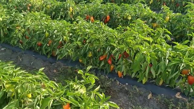 Обзор перца на 27.08.20 Портека, Каптур, Полет, Хаски, Геркулес. смотреть онлайн