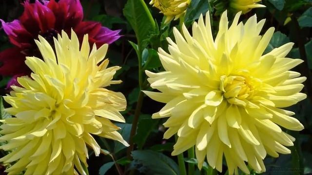 ГЕОРГИНЫ цветы лета и осени ГЕОРГИНЫ КРАСАВЦЫ! смотреть онлайн