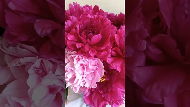 Пион - царский цветок Сатурна смотреть онлайн