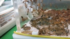 САМЫЕ БЕСЯЧИЕ МУРАВЬИ - camponotus pseudoirritans!