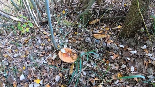 Грибалочка в балочке. Охота на подосиновики. смотреть онлайн