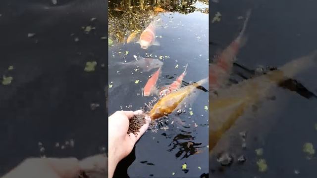 Голодные карпы кои грызут пальцы смотреть онлайн