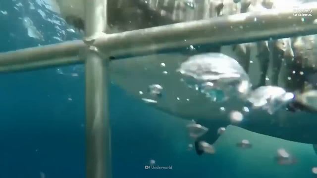 How to Survive a Shark Attack, According to Science смотреть онлайн