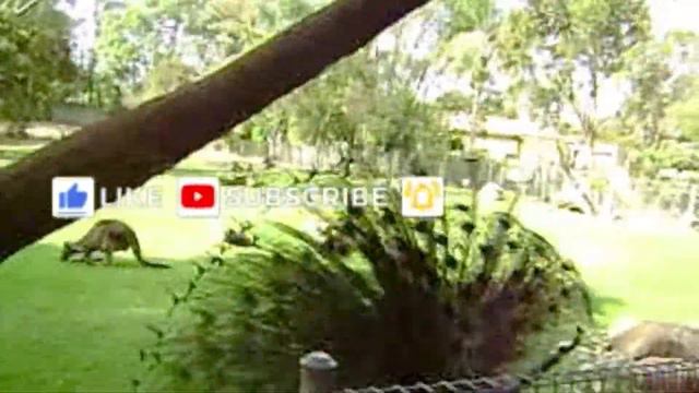 Australia -- 7 exotic animals | Sixty and Travelling смотреть онлайн