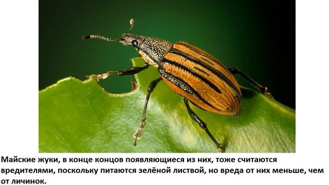 Почему майские жуки летают не каждый год? смотреть онлайн
