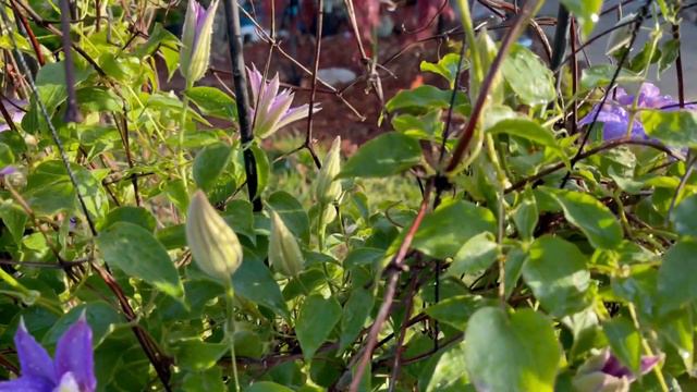 Clematis Lilac la Flor de la Resistencia - La conoces? смотреть онлайн