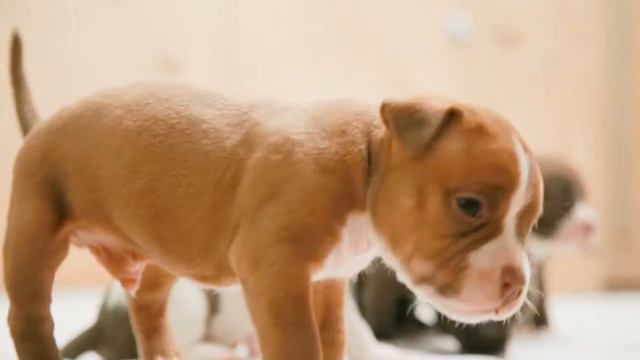 исследование окружающего мира. 4 недели.булли смотреть онлайн