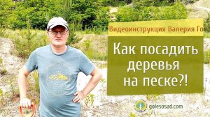 Как посадить деревья на песке?!