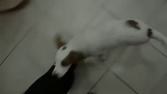 Щенок игривый Спаниель смотреть онлайн