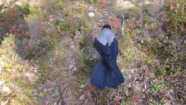 Серая ворона Крышечка в лесу/Hooded crow Kryshechka in the forest смотреть онлайн