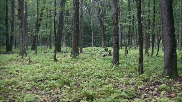 Arcturus 3D Leaf Ghillie Suit Summer Green Camouflage Effectiveness Test смотреть онлайн