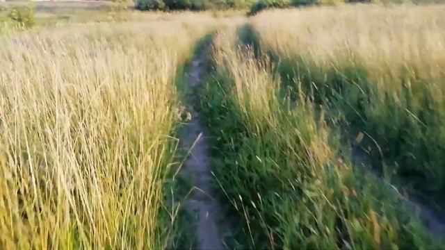 Едем за дикой клубникой #potemkin3 Палкино