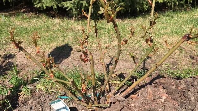 РОЗЫ ВЫРАЩИВАНИЕ И УХОД, ПОДКОРМКА РОЗ ОСМОКОТОМ. смотреть онлайн