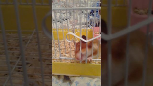 Хамяк грызет клетку смотреть онлайн