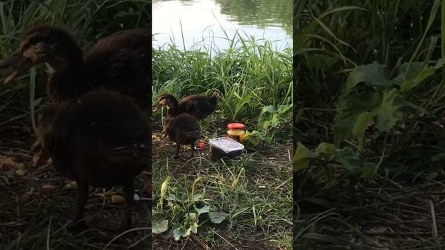 Рыбалка Муром Июль 2022 Утята пришли в Гости смотреть онлайн