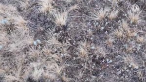 коп с металлоискателем. поиск с металлоискателем симплекс. Nokta Makro Simplex. поиск Клада.