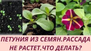 Петуния после всходов. Петуния не растет. Петуния первая подкормка. Пикировка петунии. Перевалка.