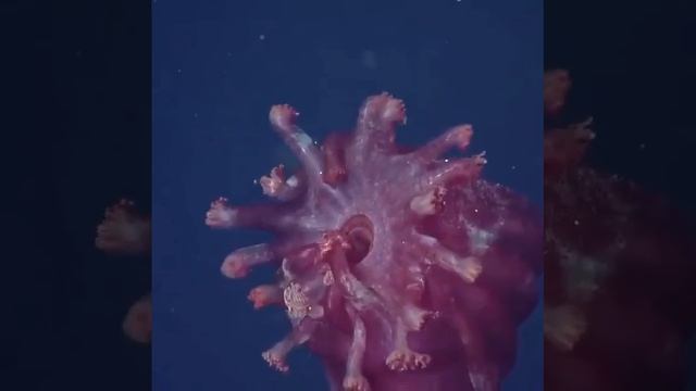 морская звезда