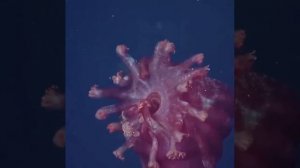 морская звезда