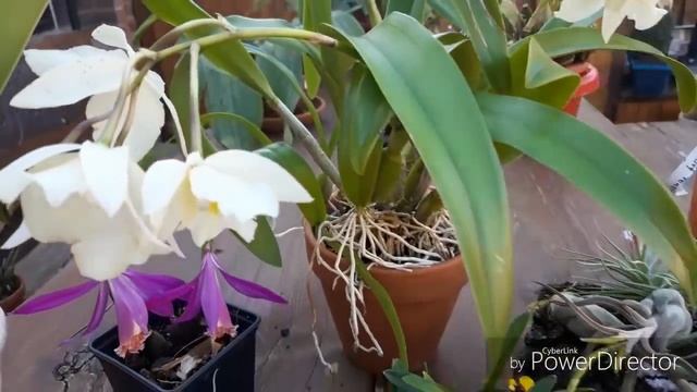 ОРХИДЕИ, обзор новых орхидей ? - Каттлея, Саркохилус, Плейоне, Максиллярия. смотреть онлайн