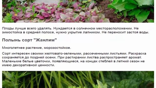 Полынь Жанлим, Луизианская, Понтийская, Рутолистная смотреть онлайн