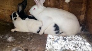 Спаривание кроликов