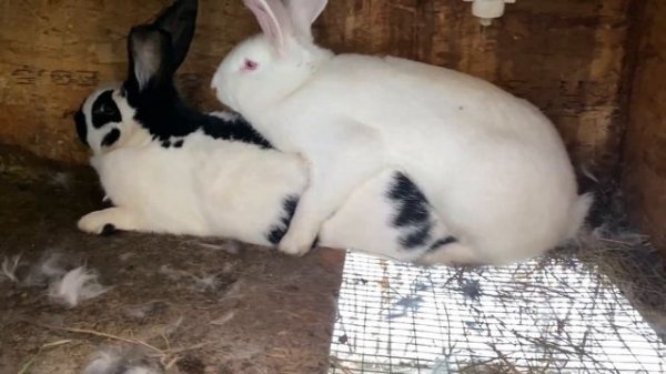 Спаривание кроликов