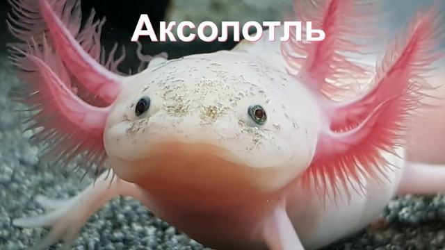 Archeage 7.5 - Мини розыгрыш / Новые фамильяр / Аксолотль смотреть онлайн