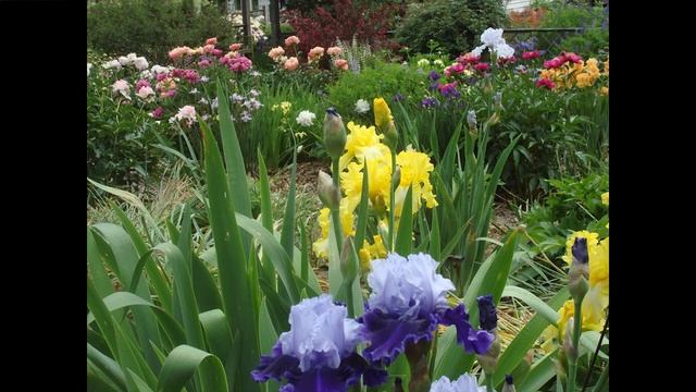 "Beardless Irises for Your Garden" смотреть онлайн