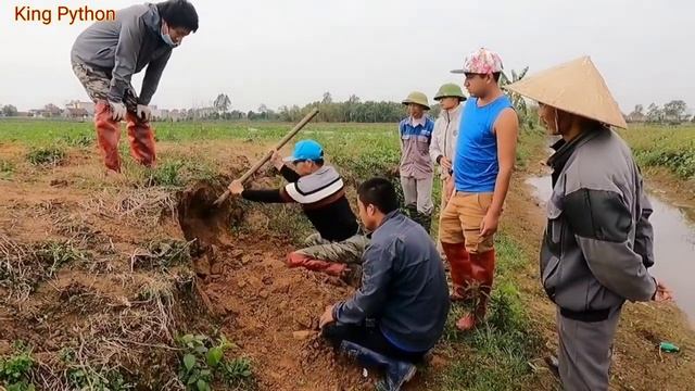 KING PYTHON113 | Group Of Hunters Confront A Giant Python Weighing 300 kg Attacking Farmers смотреть онлайн