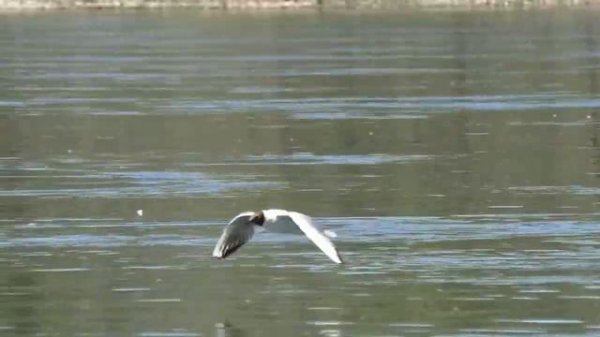 Чайки над Енисеем | Seagulls over the Yenisei