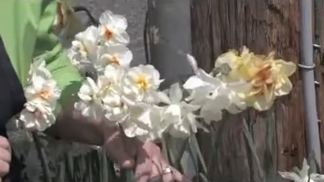 Sir Winston Churchill Daffodil смотреть онлайн