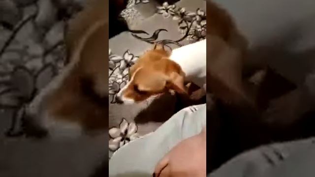 появился щенок смотреть онлайн