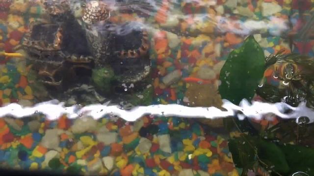 Наше новое домашнее животное// Завели морскую звезду//Зачем? смотреть онлайн